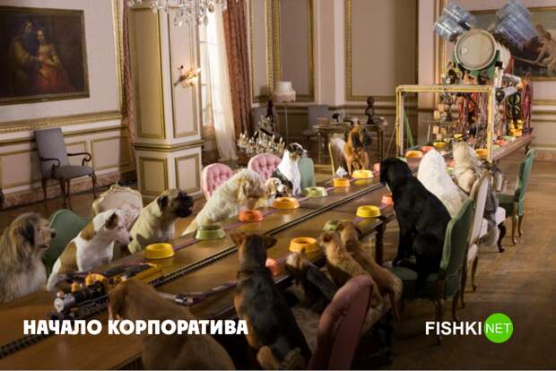 Если бы собаки работали в офисе животные, юмор