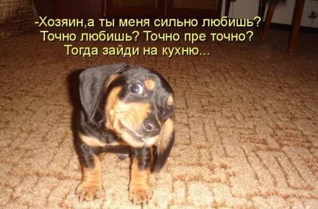 Смешные картинки про собак Смешные картинки про собак