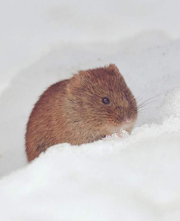 Hokkaido  cute animals, Хоккайдо милые животные