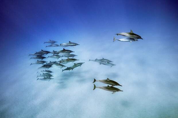 9. Длиннорылые продельфины в водах острова Оаху, Гавайский архипелаг кадр, под водой, рыба