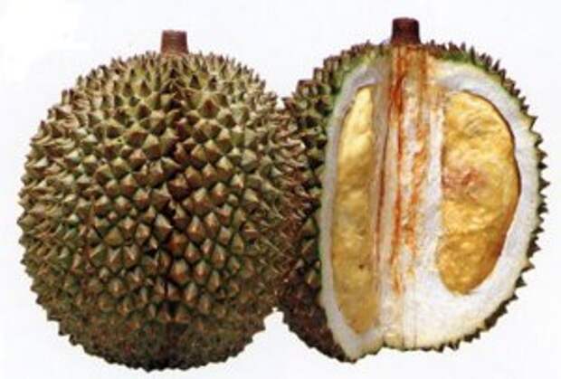 Дуриан (Durian)