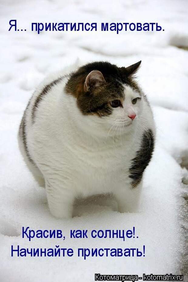 Котоматрицы(картинки с надписями)