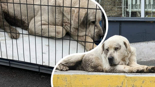 "Уставший и измотанный". Огромный алабай вернулся к хозяину спустя два месяца скитаний