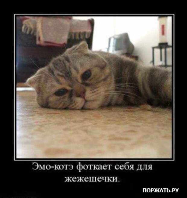 Демотиваторы про котэ (30 фотэ)