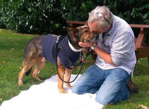 Бесстрашный полицейский пес Полицейский пес, мужество, ранение