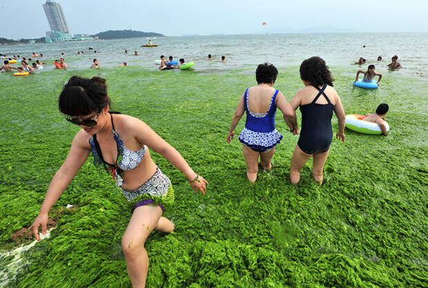 Нашествие зеленых водорослей
