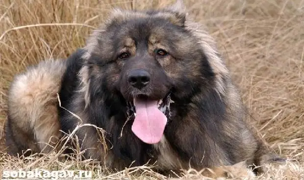 Кавказская овчарка собака. Описание, особенности, уход и цена кавказской овчарки