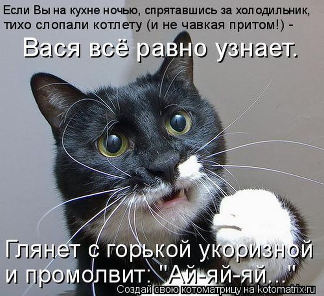 Лучшие котоматрицы недели
