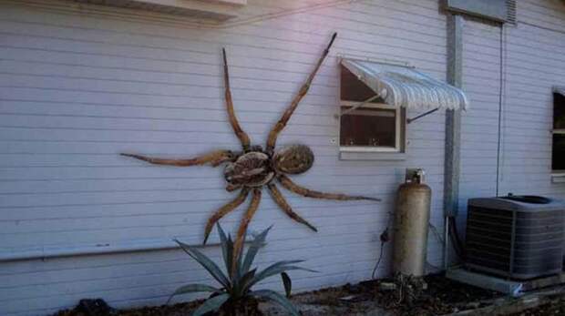 Гигантские ангольские пауки вирусные фотографии, обман, фото, фотошоп