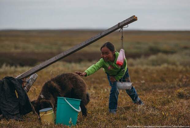 Север России: жизнь в оленеводов в Тундре