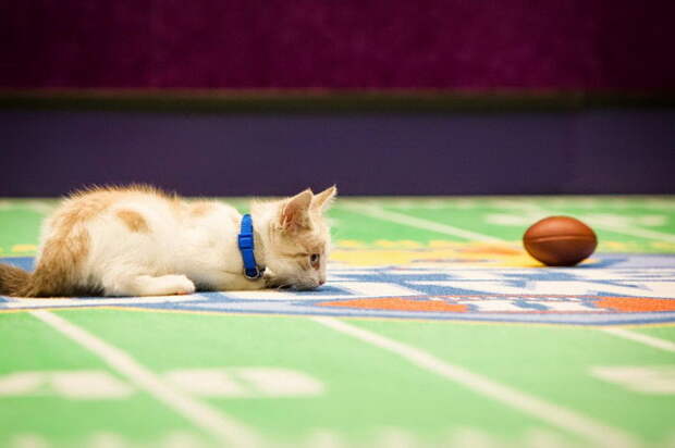 Чемпионат по кошачьему футболу Kitten Bowl