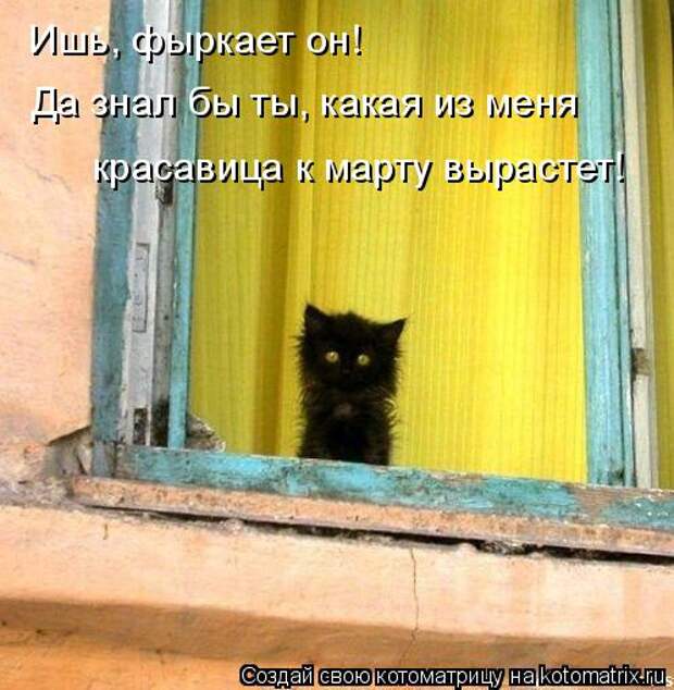 Котоматрица: Ишь, фыркает он! Да знал бы ты, какая из меня  красавица к марту вырастет!