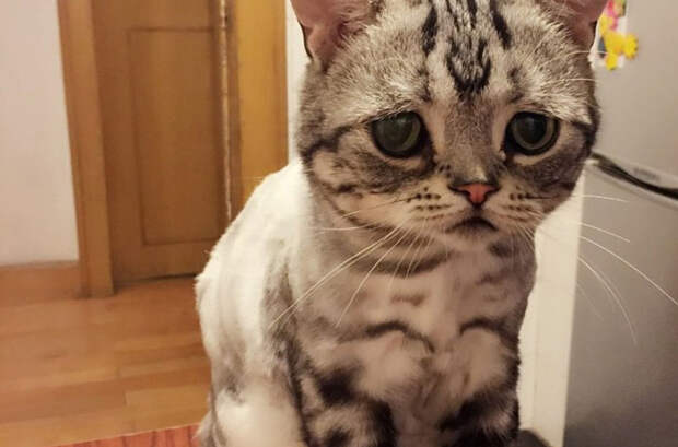 Лицо попроще: животные отличающиеся удивительной внешностью Лицо попроще: животные отличающиеся удивительной внешностью животные, история, факты