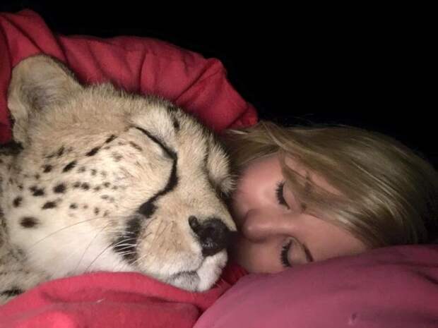 Она спасла маленького гепарда из рук браконьеров