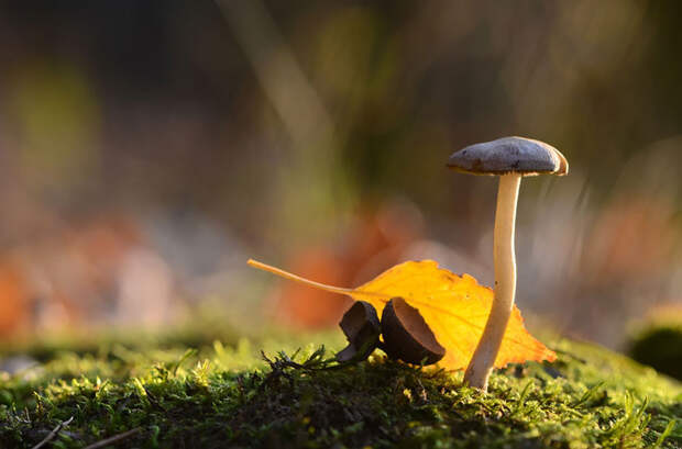 Тише тихой охоты - фото грибов в утреннем лесу Вячеслава Мищенко