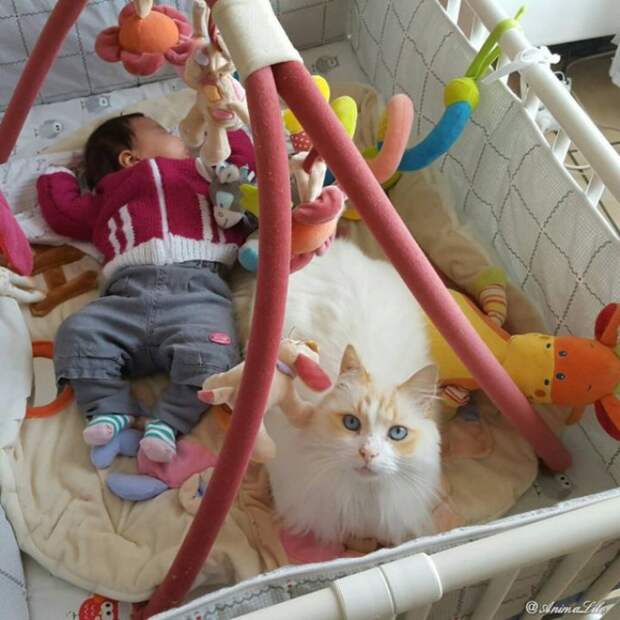 кошка нянчится с ребенком 