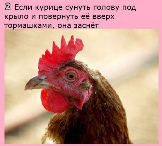 Интересные факты на разные темы (20 фото) Интересные факты на разные темы (20 фото)