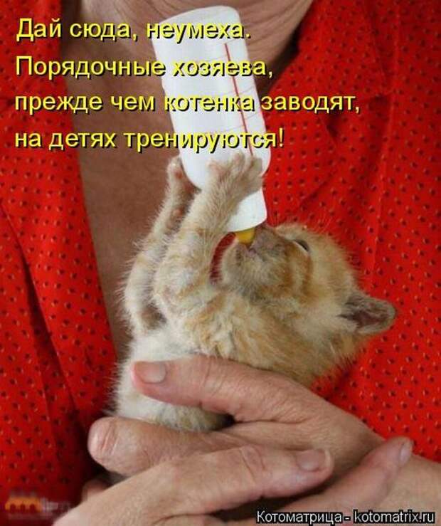 Лучшие котоматрицы недели