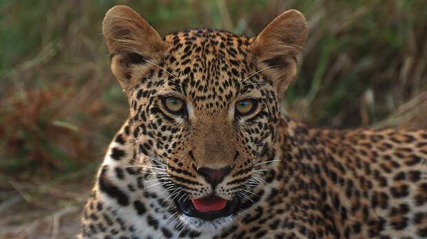 Royal-Malewane-9