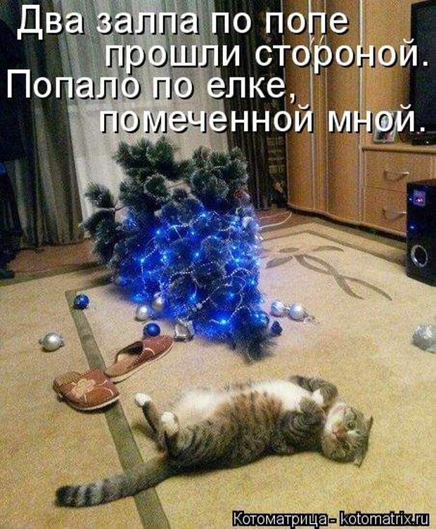 Свежая котоматрица на Бугаге (25 фото)