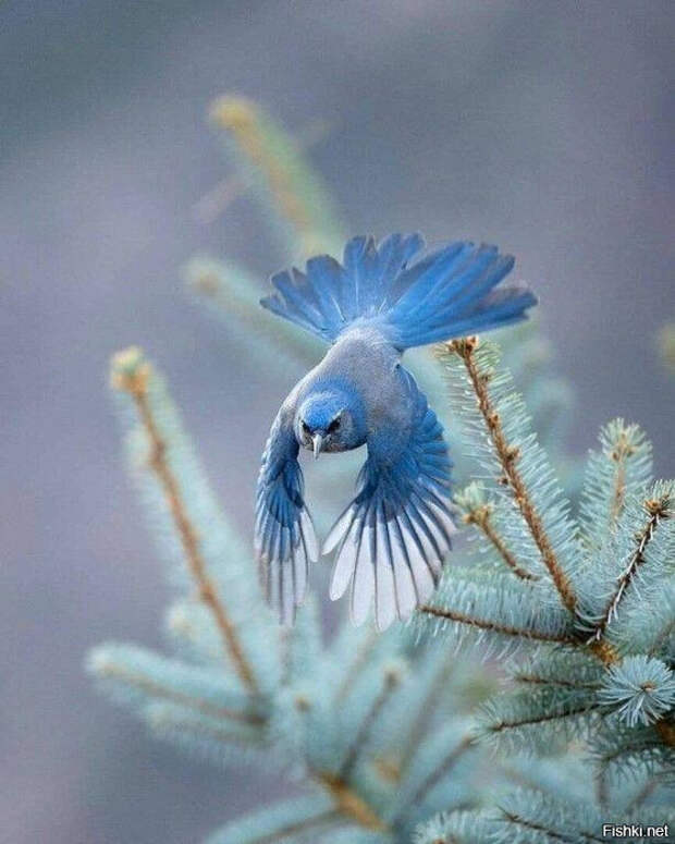 8907edec035f75b7ed5b1030f125b65d (559x700, 332Kb)