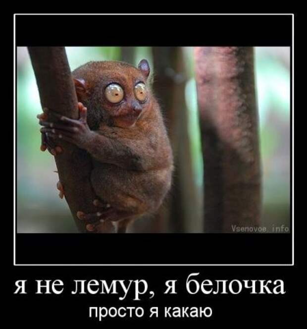 Демотиваторы и все самое прикольное на фото.