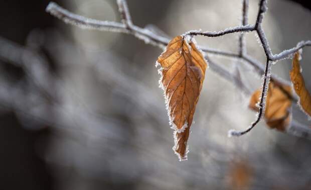 Зима. Фото: pixabay.com