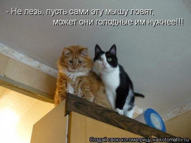 Новая котоматрица (28 фото)
