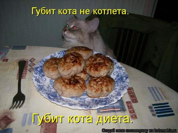 Лучшие котоматрицы недели (50 фото)