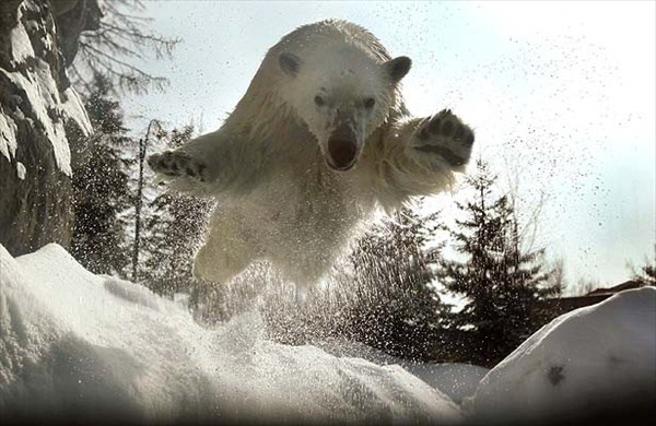 polar_bear_st_felicien