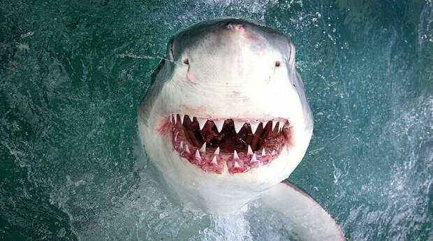 Калифорнийский фотограф заглянул в пасть морскому дьяволу Большая белая акула, акула, животные, морские хищники, нежданая встреча, удача фотографа, удачное фото, хищники