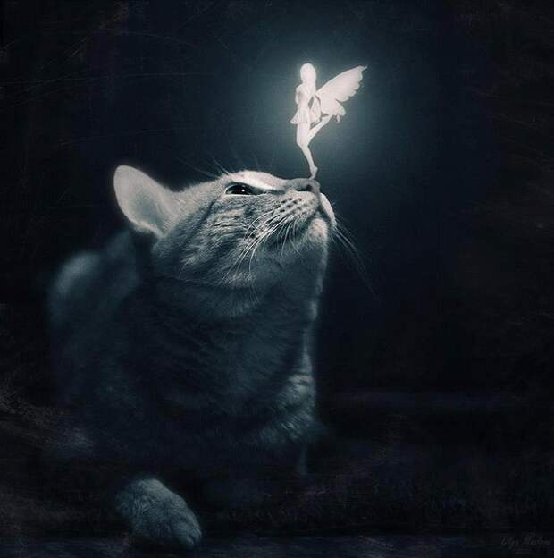 Кот и эльф