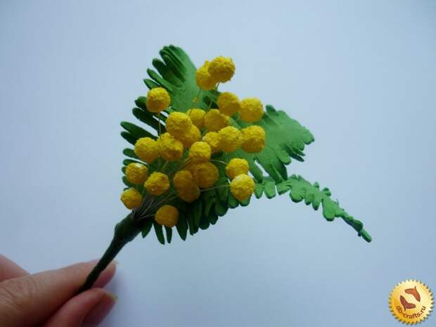 mimoza-iz-foamirana 12