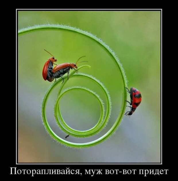 Демотиваторы (20 фото)