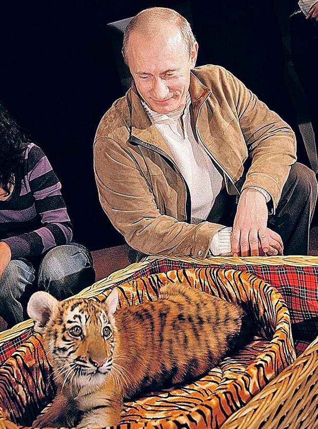 Владимир Путин с тигренком в «Ново-Огарево». Малыша подарили ему на день рождения в 2008 г. Фото: Владимир ВЕЛЕНГУРИН