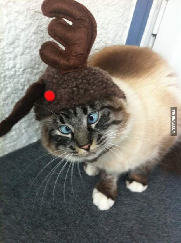 Frankie, the cross eyed reindeer cat