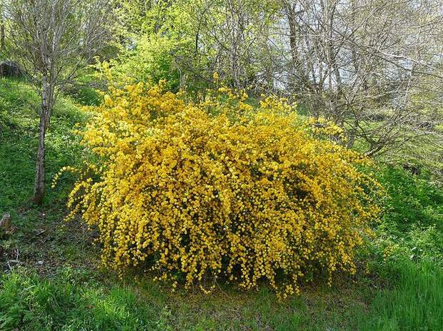 jap_Kerria_japonica_pleniflora_(7) (700x524, 184Kb)