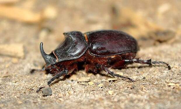 Самые сильные насекомые животные планеты Земля Жук-носорог (Oryctes nasicornis), фото насекомые картинка