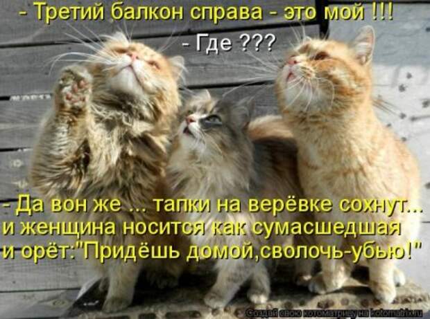 Котоматрица, прикольные коты с надписями.