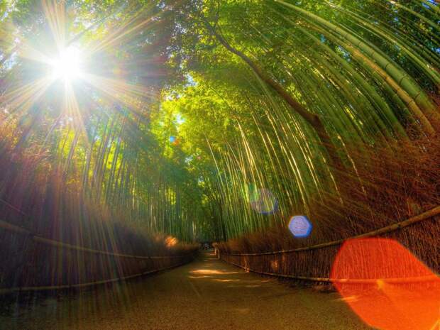 why-kyoto-was-chosen-as-the-best-city-in-the-world-23-photo-proofs-artnaz-com-13