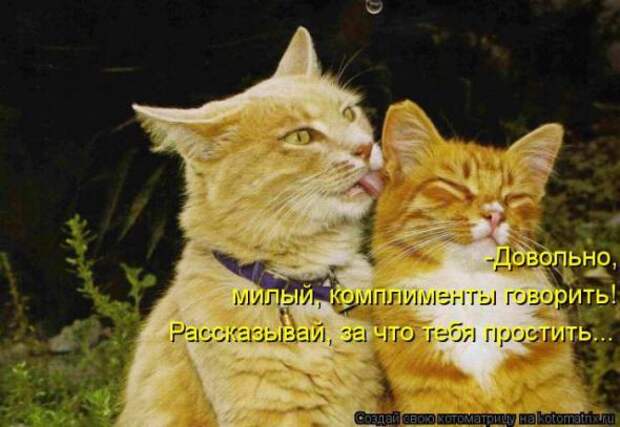 Котоматрицы (забавные картинки с надписями)