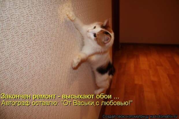 Прикольные и добрые котоматрицы на любой вкус и цвет(32 фото)