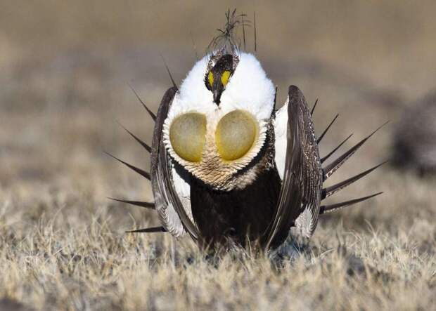 10 самых необычных птиц нашей планеты