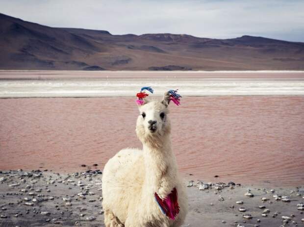 National Geographic: лучшие фотографии июня geographic, national, фотографии