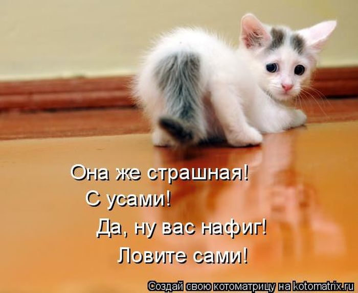 Лучшие котоматрицы недели