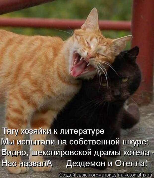 Котоматрица: Видно, шекспировской драмы хотела - Нас назвалА      Дездемон и Отелла! Мы испытали на собственной шкуре: Тягу хозяйки к литературе