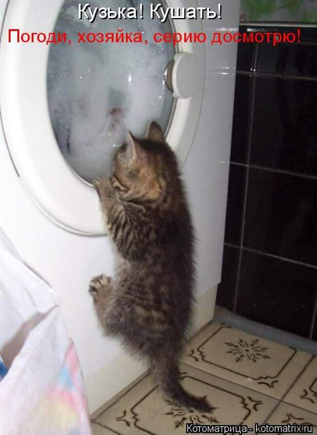 Котоматрицы (картинки с надписями)