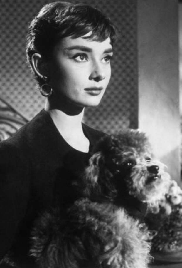 Одри Хепберн и животные: собака/ Audrey Hepburn and animals: dog. Photo 