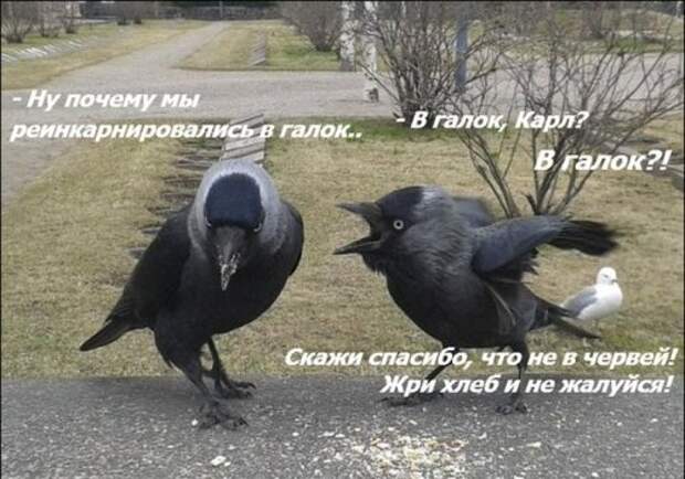 Прикольные картинки (39 шт)