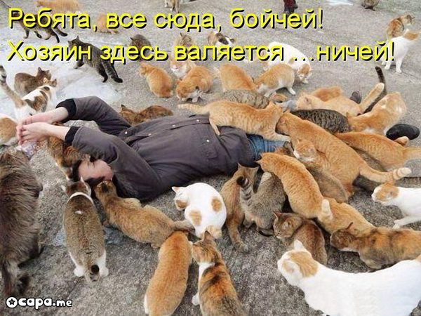 Позитивные котэ (29.05.15)